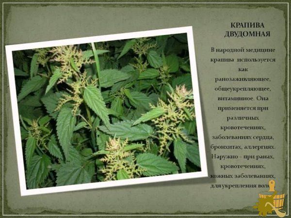 Полезные свойства молодой крапивы