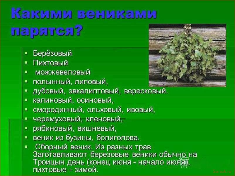 (березовые, веники, бани, правила, сбора) Березовые веники для бани: правила сбора, сушки и хранения