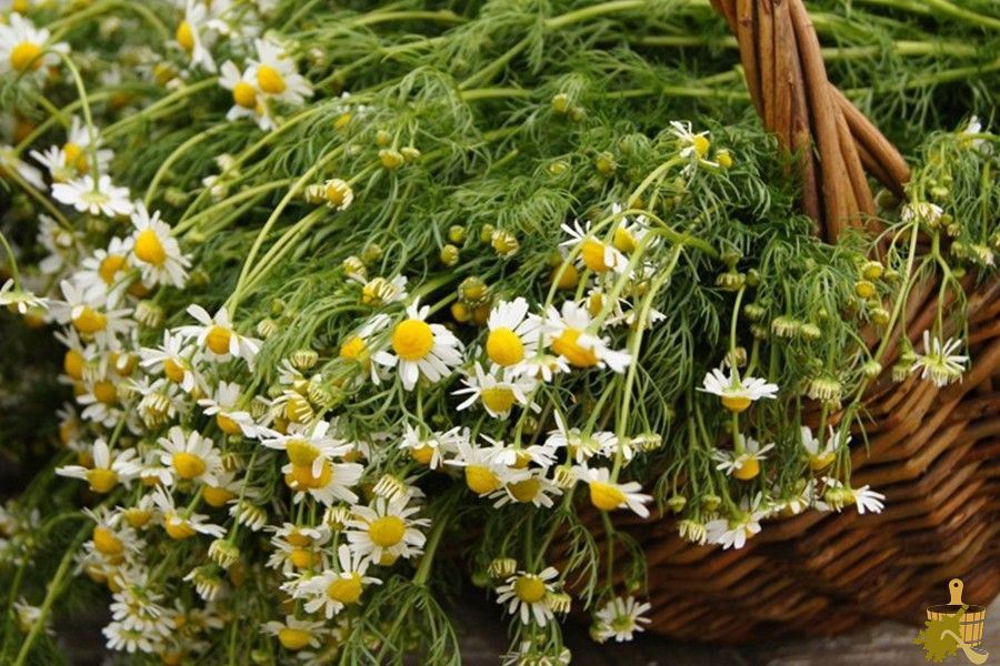 Запарки для бани: правила выбора и заготовки растений для вкусного и полезного пара