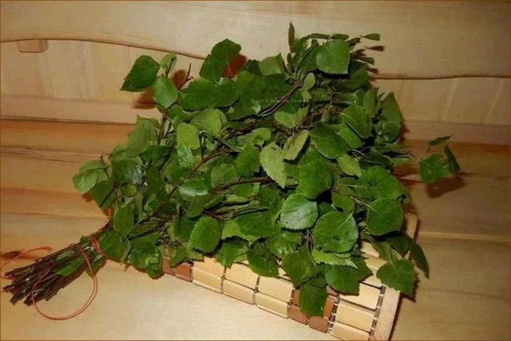 (веник, бани, осины, полезные, свойства) Веник для бани из осины: полезные свойства и возможный вред