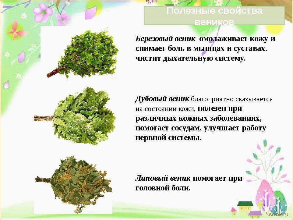 (веник, бани, осины, полезные, свойства) Веник для бани из осины: полезные свойства и возможный вред
