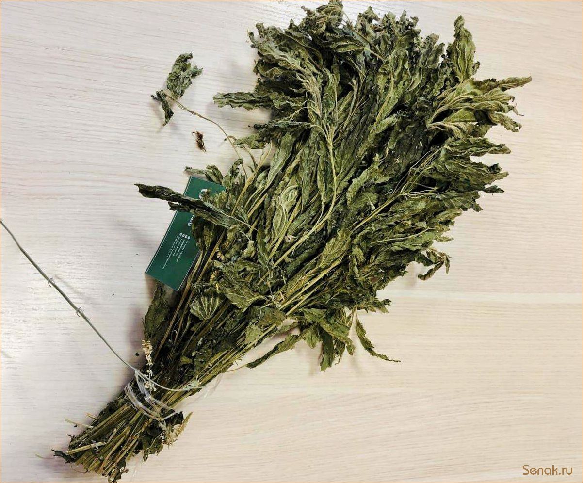 (веник, крапивы, бани, преимущества, правила) Веник из крапивы для бани: преимущества и правила использования