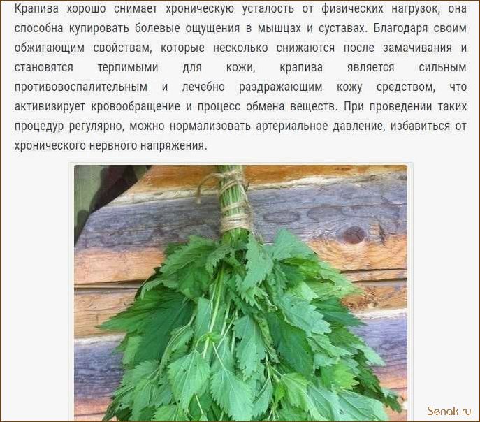 (веник, крапивы, бани, преимущества, правила) Веник из крапивы для бани: преимущества и правила использования