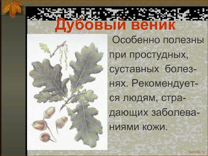 Польза дубового веника для бани
