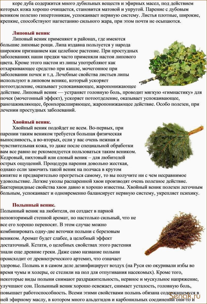 Польза дубового веника для бани