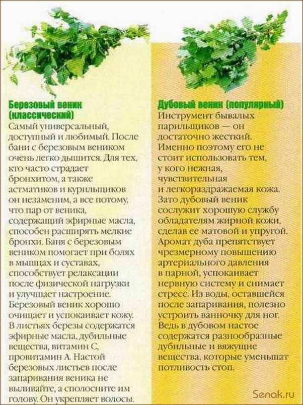Польза дубового веника для бани