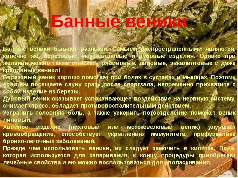 Польза дубового веника для бани
