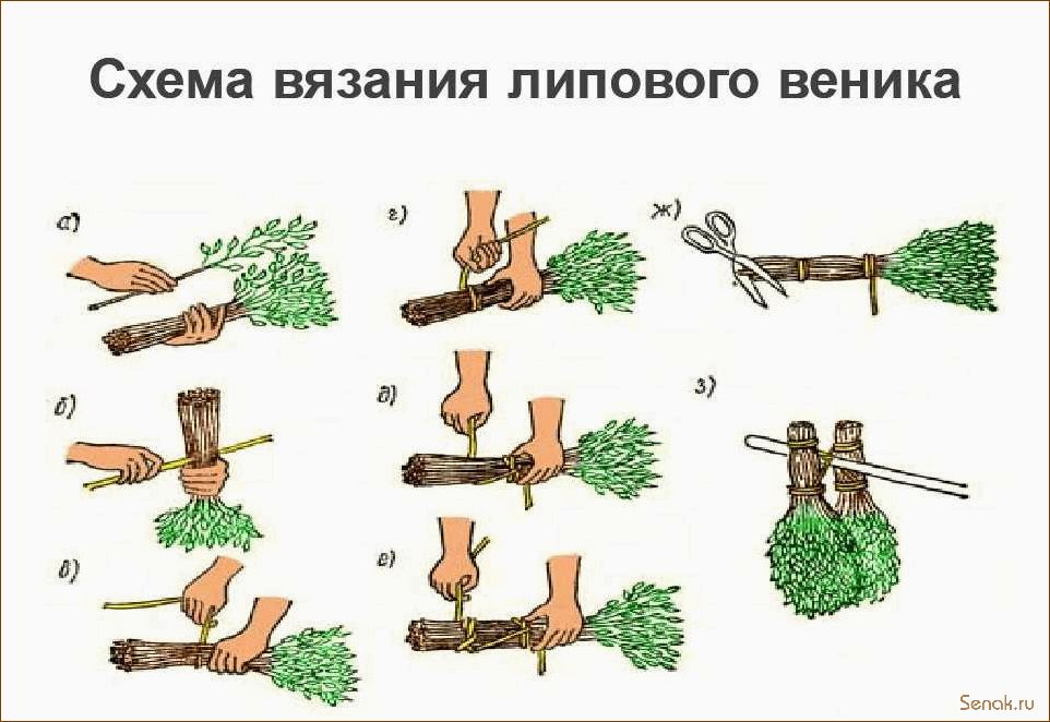 (заготавливают, березовые, веники) Как и когда заготавливают березовые веники?