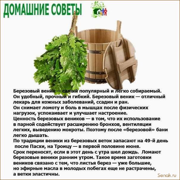 (заготавливают, березовые, веники) Как и когда заготавливают березовые веники?