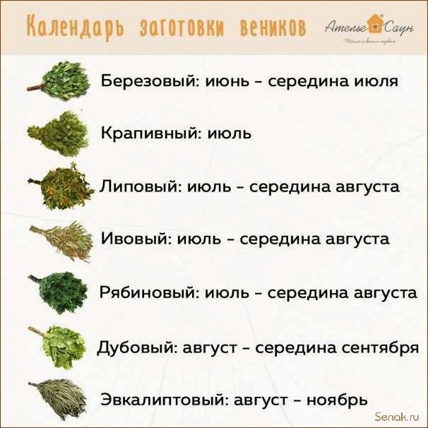 (заготавливают, березовые, веники) Как и когда заготавливают березовые веники?