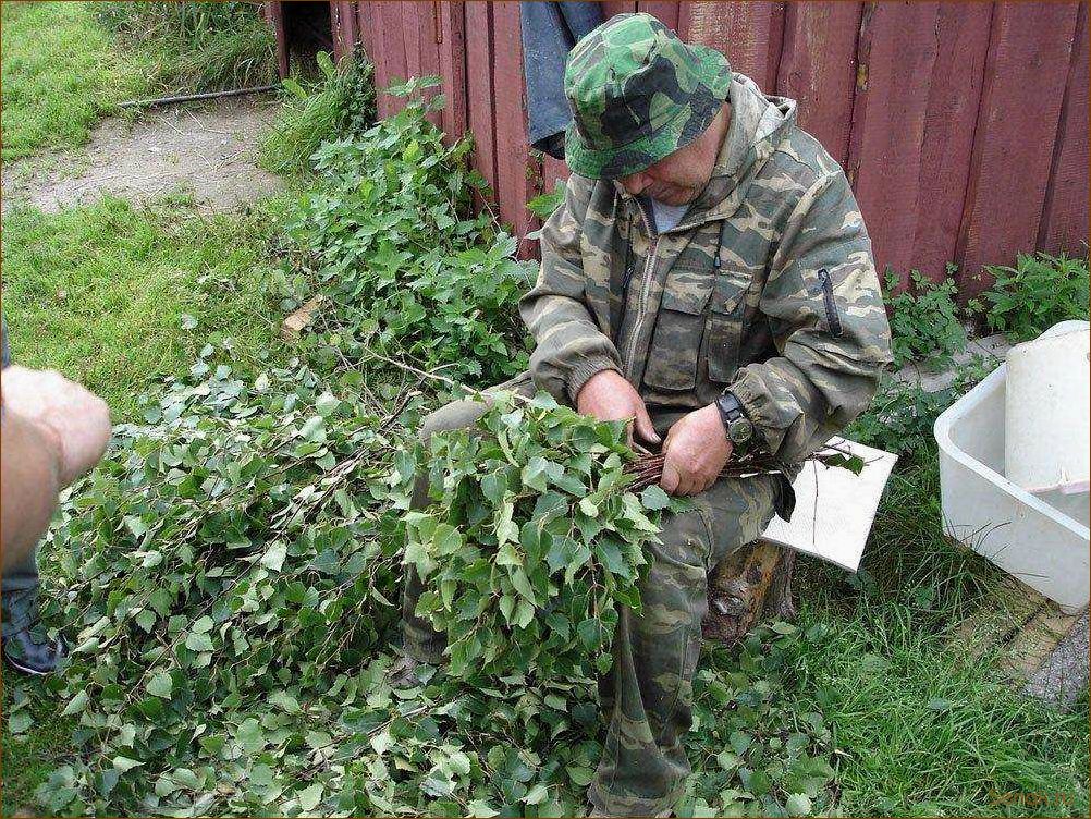 (заготавливают, березовые, веники) Как и когда заготавливают березовые веники?