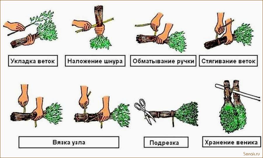 Когда и как заготавливают липовые веники?