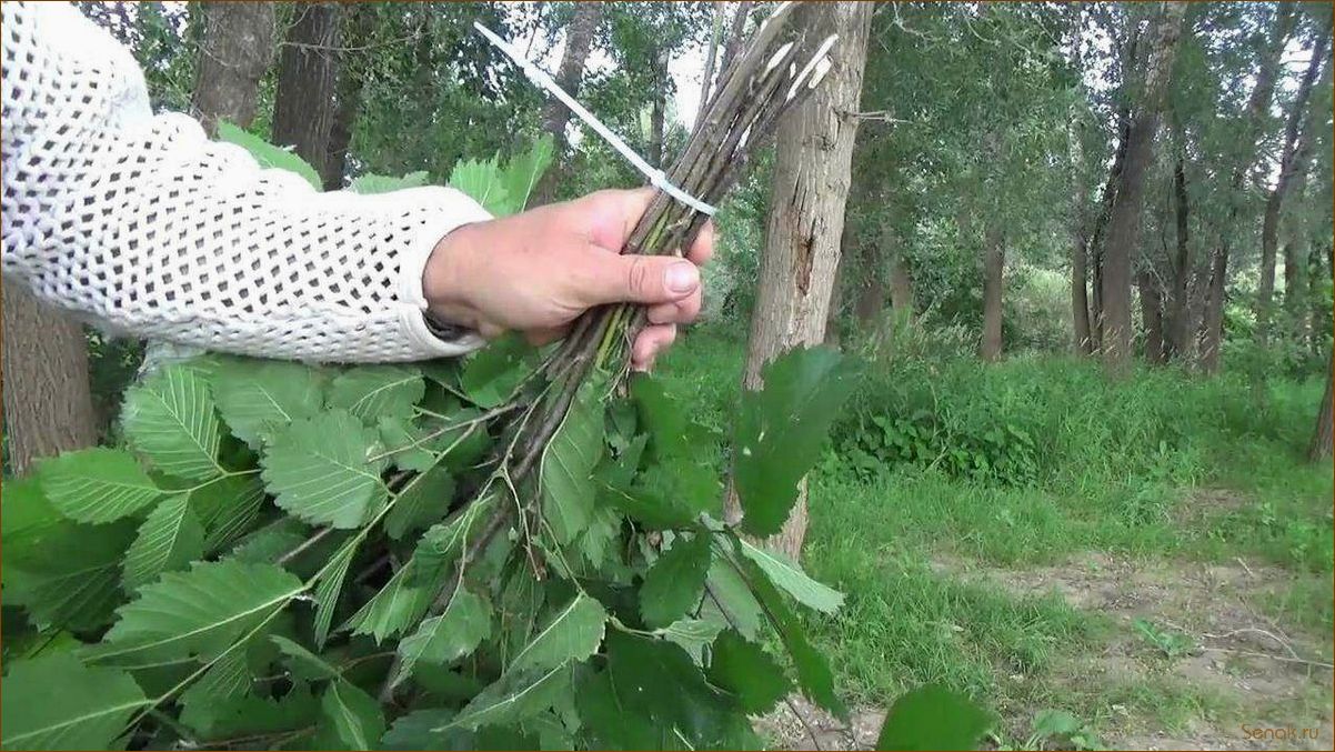 (собирают, вяжут, дубовые, веники) Когда собирают и как вяжут дубовые веники?