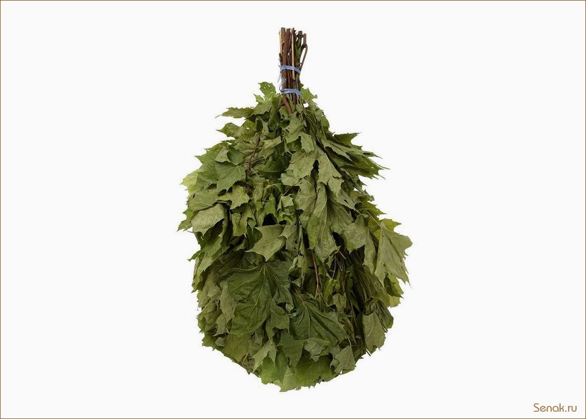 Веники из клена для бани — полезные свойства и применение
