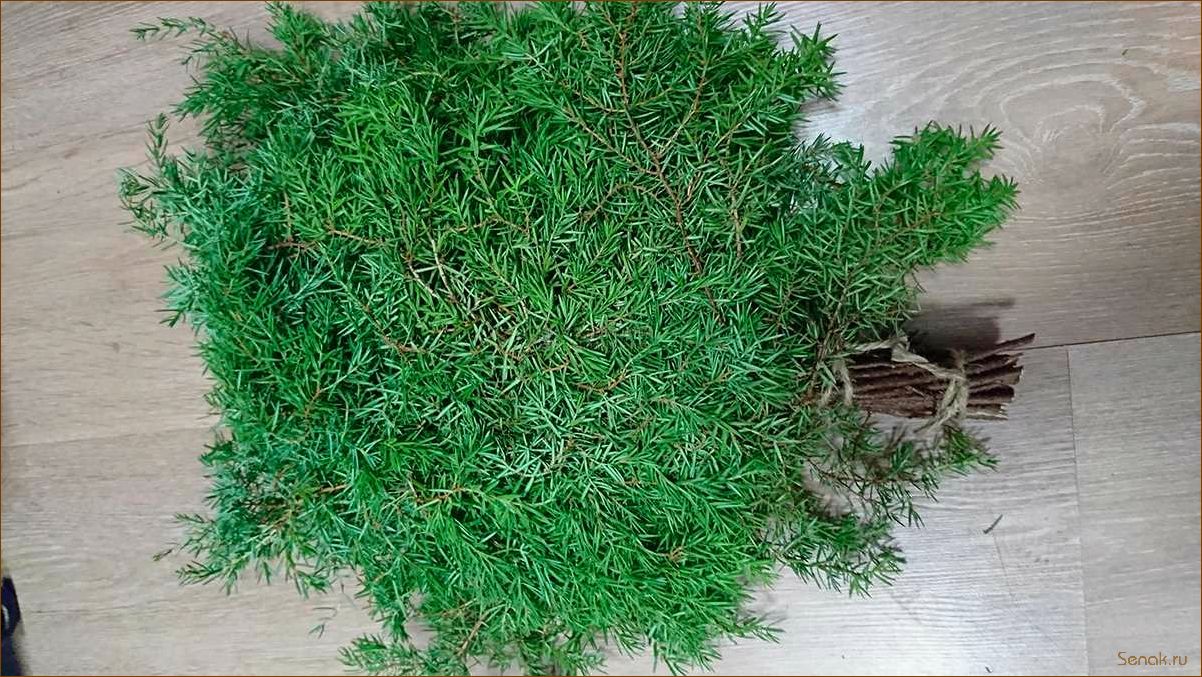 (можжевеловые, веники) Можжевеловые веники: все, что вам нужно знать