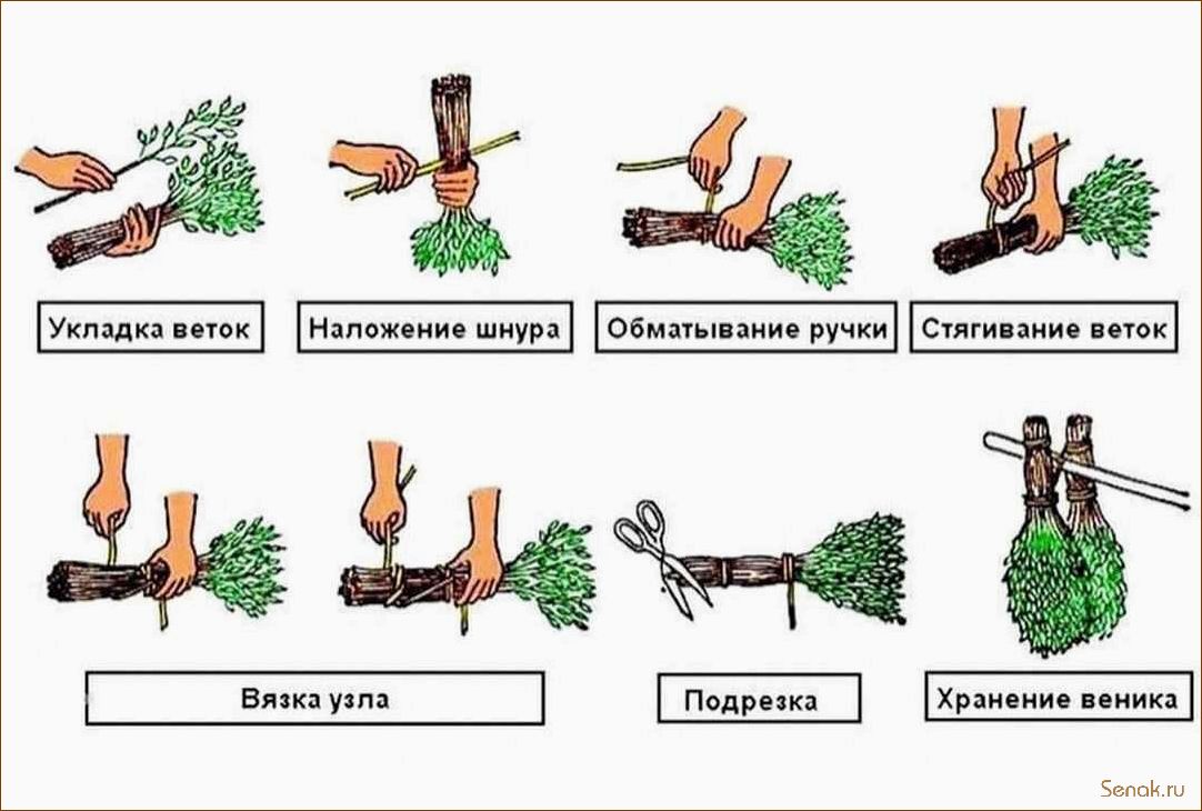 (правильно, заготовить, веники, бани, сроки) Как правильно заготовить веники для бани: сроки и основные правила