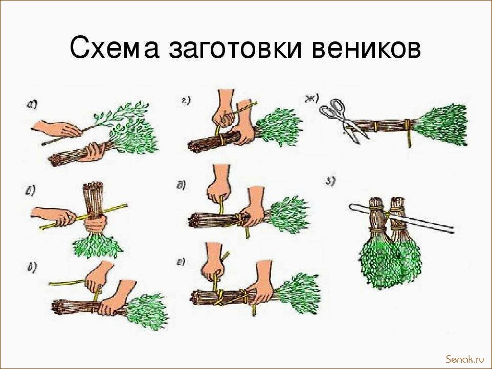 (правильно, заготовить, веники, бани, сроки) Как правильно заготовить веники для бани: сроки и основные правила