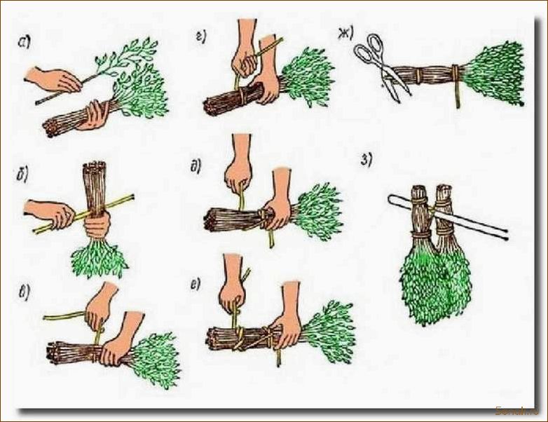 Как и когда заготавливать банные веники