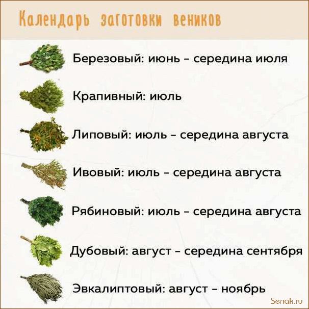 Как и когда заготавливать банные веники
