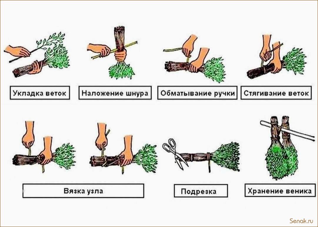 (банные, веники, виды, заготовка, хранение) Банные веники: виды, заготовка и хранение
