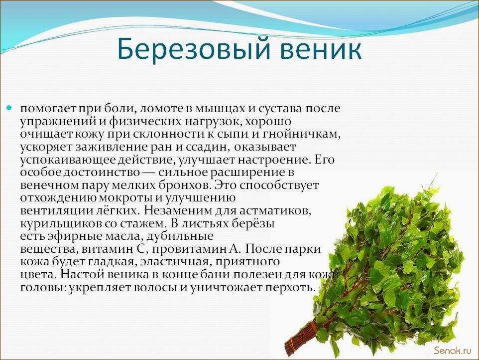 Как выбрать лучший веник для домашней бани