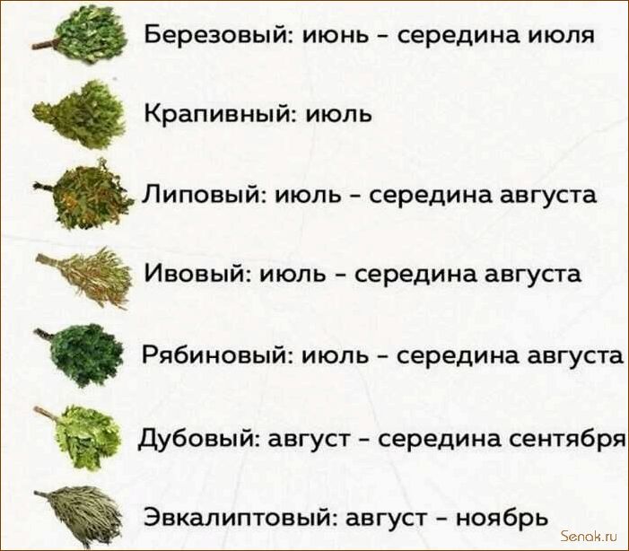 (сколько, использовать, веник, бани) Сколько раз можно использовать веник для бани