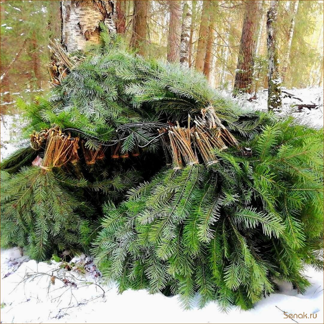 Хвойный веник для бани: польза и особенности использования